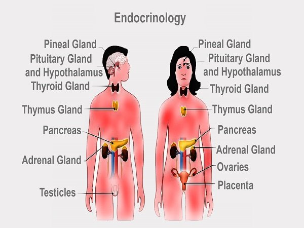 Endocrinology in India – Med Consult India